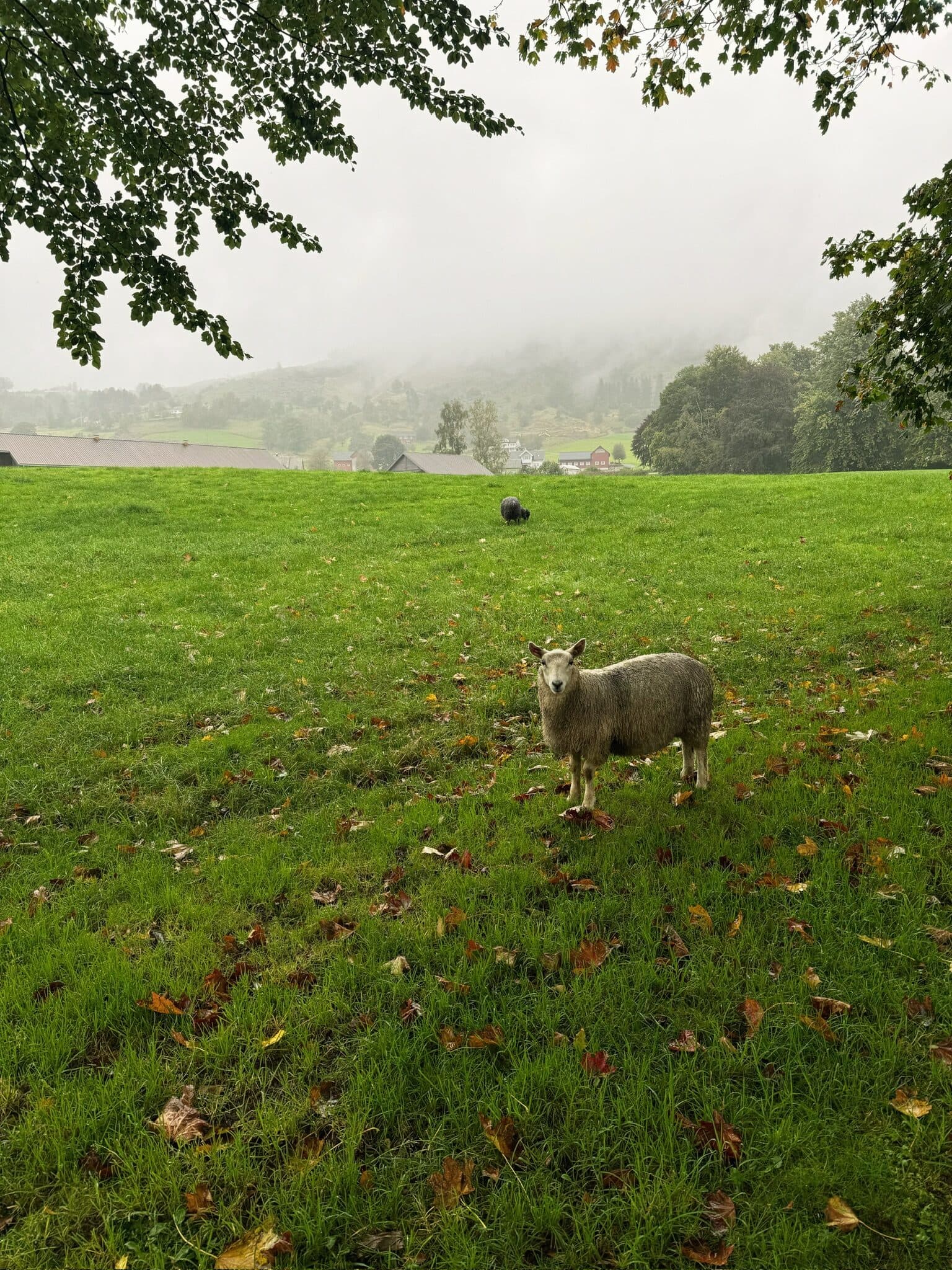 Norwegian Fjords
