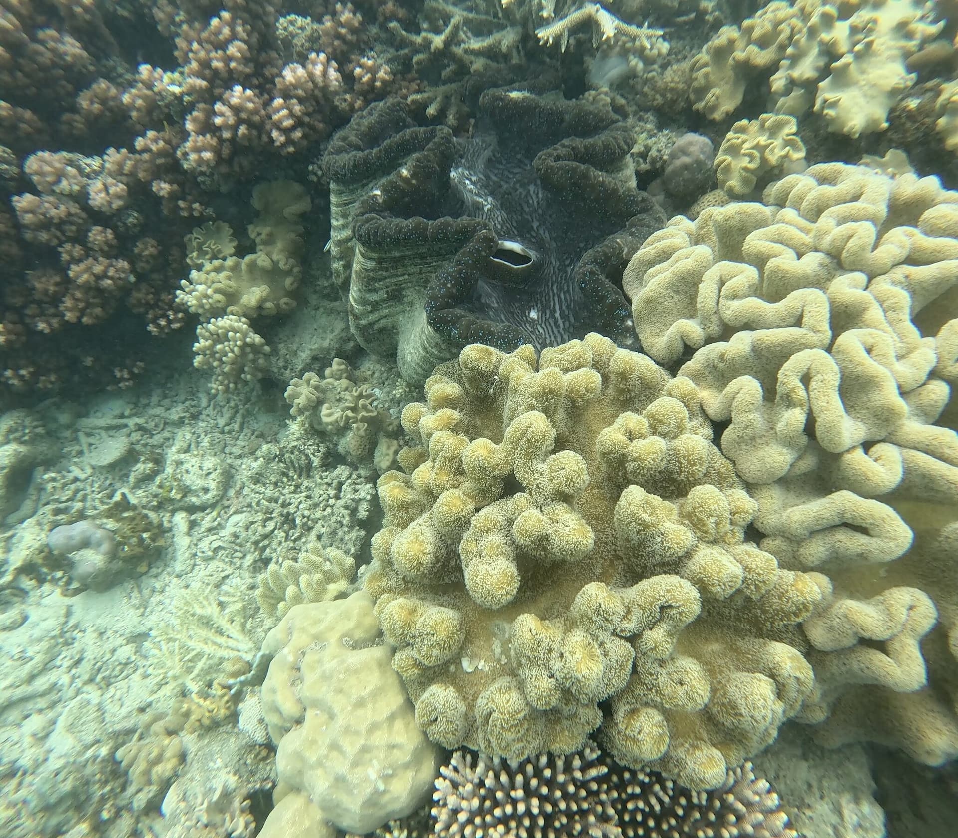 Great Barrier Reef, Australia