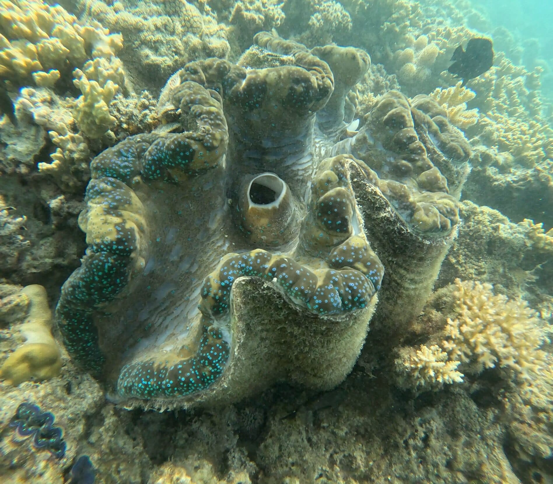 Great Barrier Reef, Australia