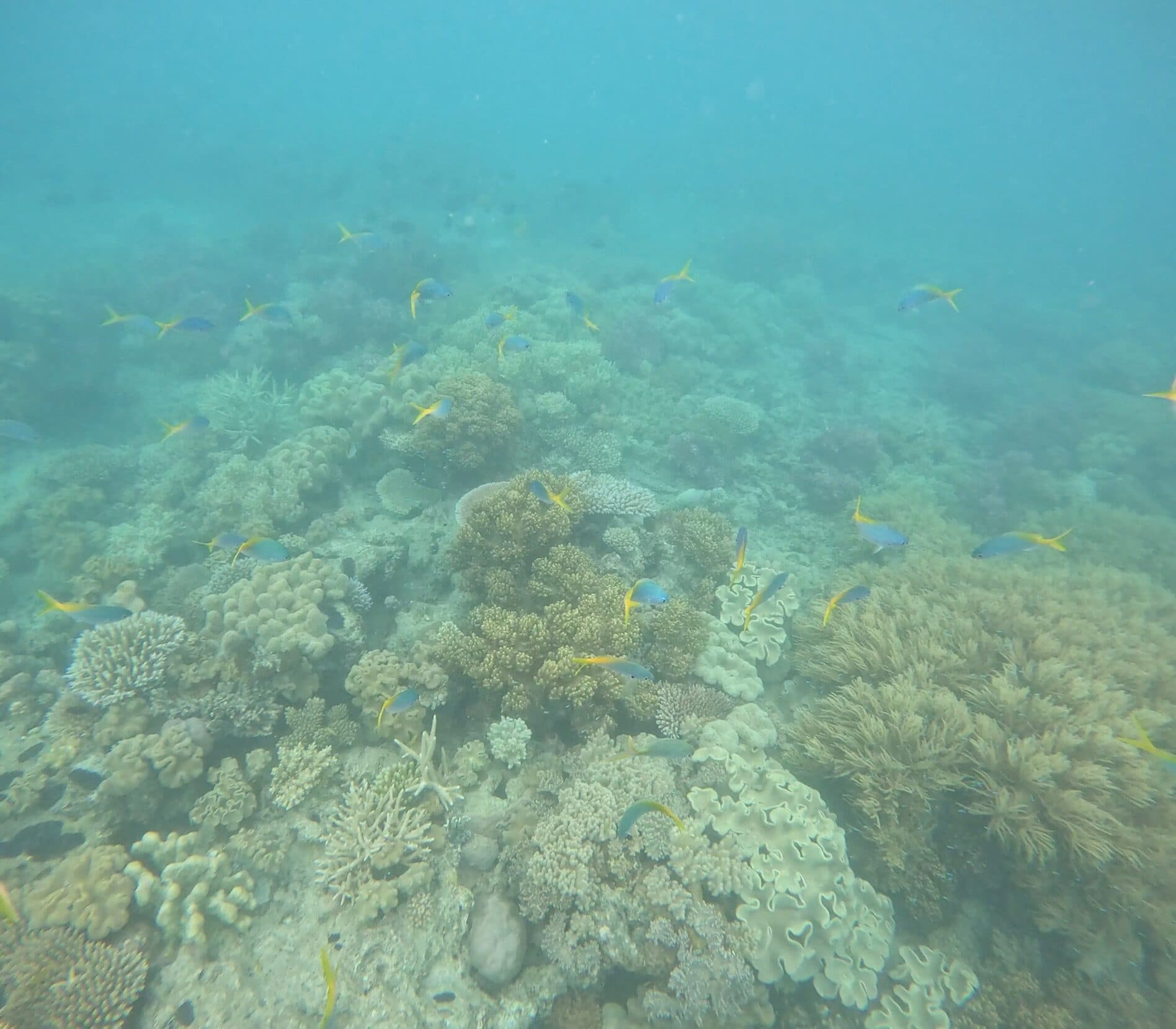 Great Barrier Reef, Australia