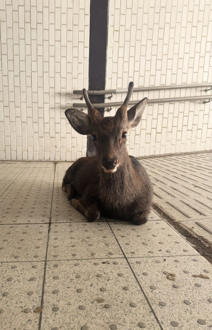 Osaka, Japan