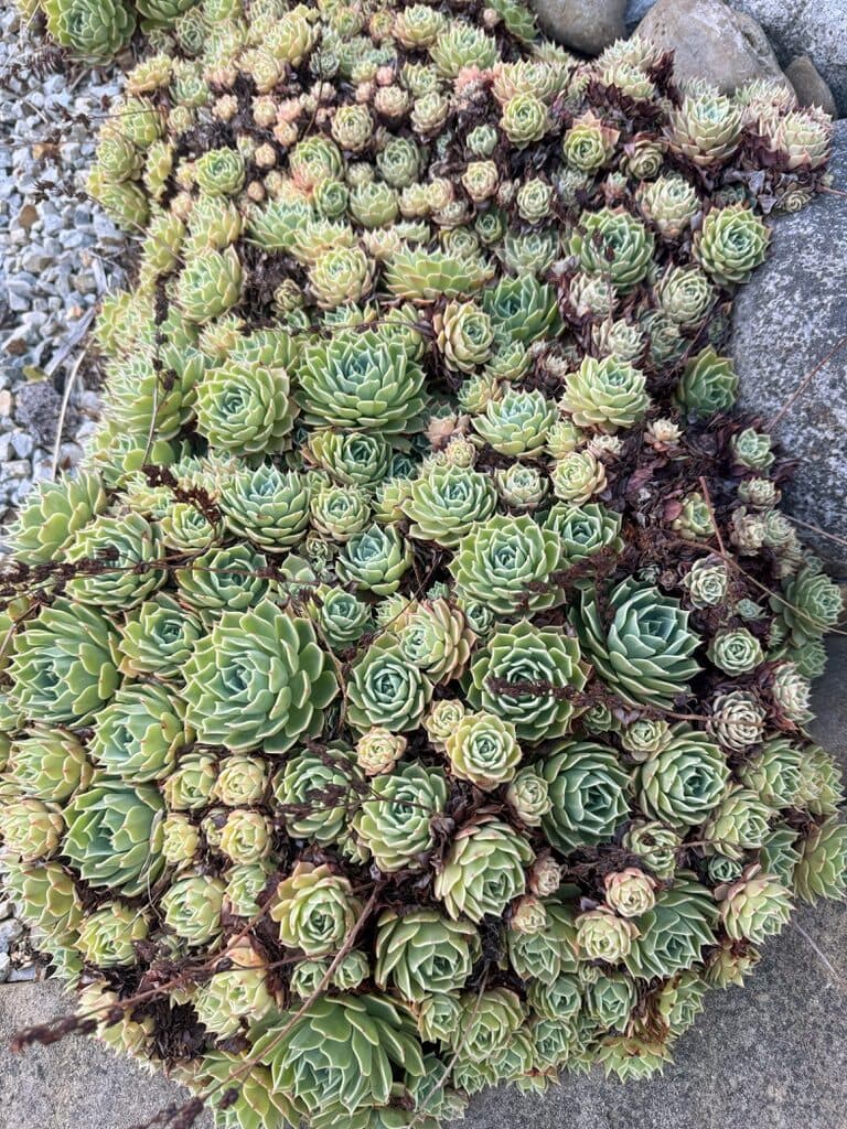 Tasmania, Australia